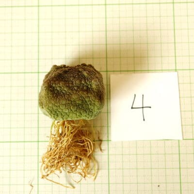 プラントブラザーズ