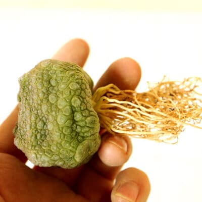 プラントブラザーズ