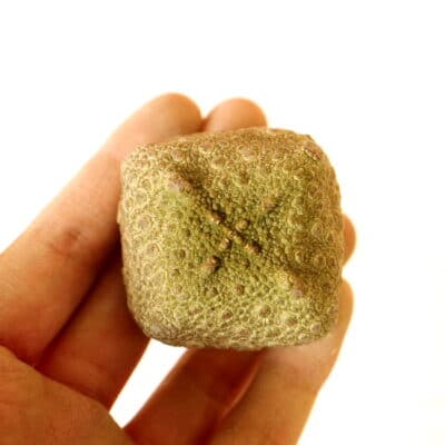 プラントブラザーズ