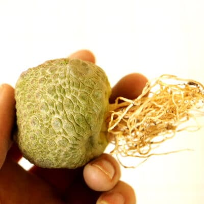 プラントブラザーズ