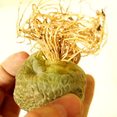 プラントブラザーズ