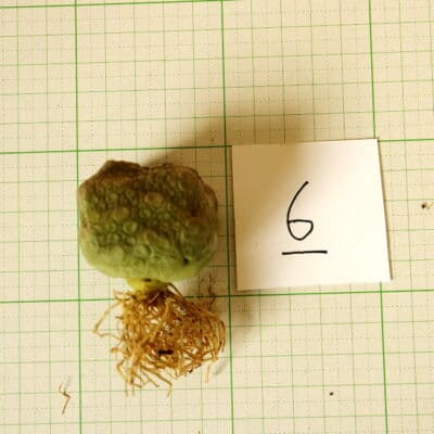 プラントブラザーズ