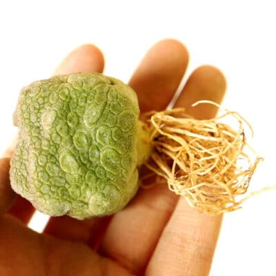 プラントブラザーズ