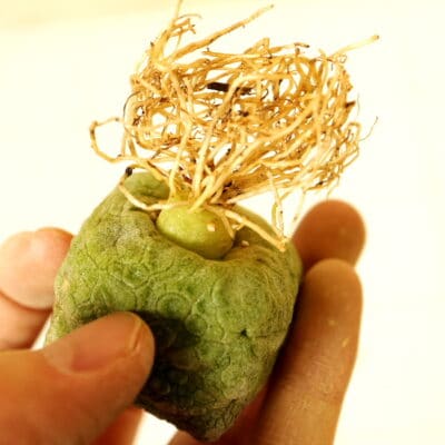 プラントブラザーズ