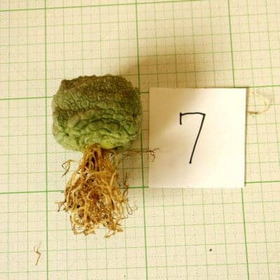 プラントブラザーズ