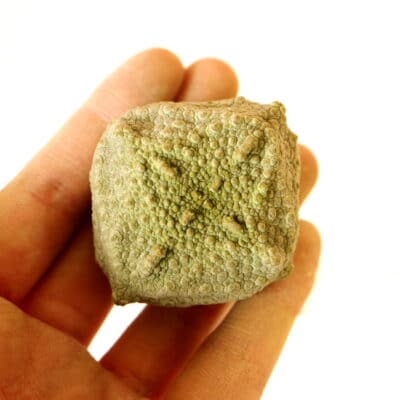 プラントブラザーズ