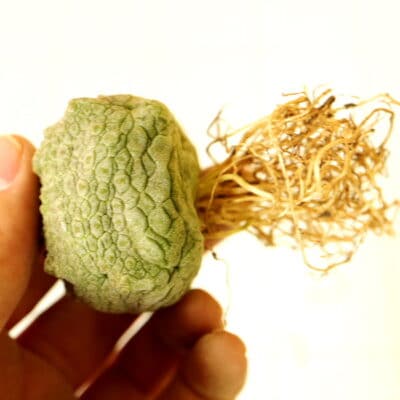 プラントブラザーズ