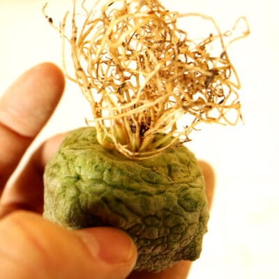 プラントブラザーズ