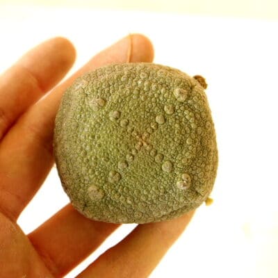 プラントブラザーズ