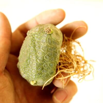 プラントブラザーズ