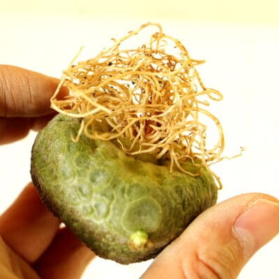 プラントブラザーズ