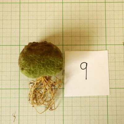 プラントブラザーズ