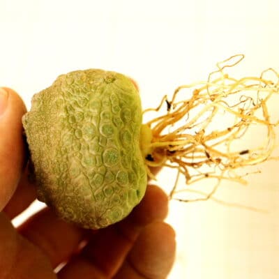 プラントブラザーズ