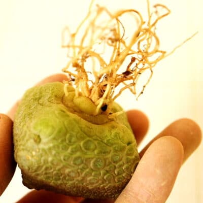 プラントブラザーズ