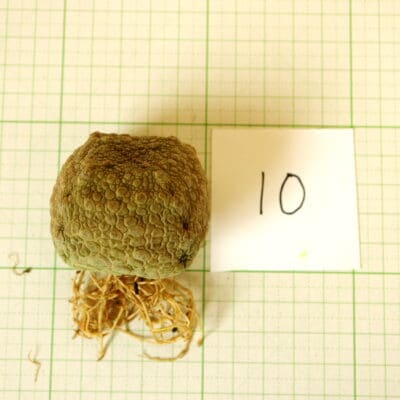 プラントブラザーズ