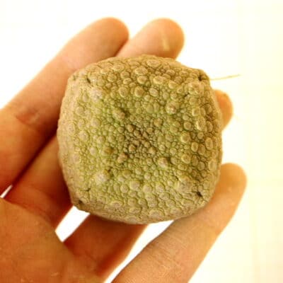 プラントブラザーズ