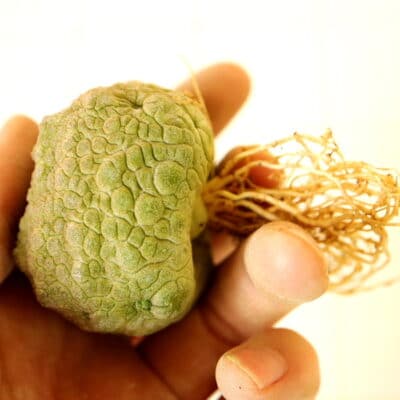 プラントブラザーズ