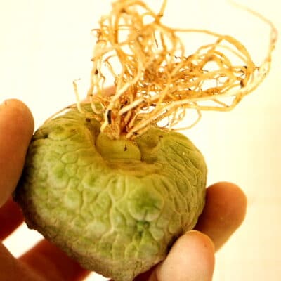 プラントブラザーズ