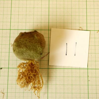 プラントブラザーズ