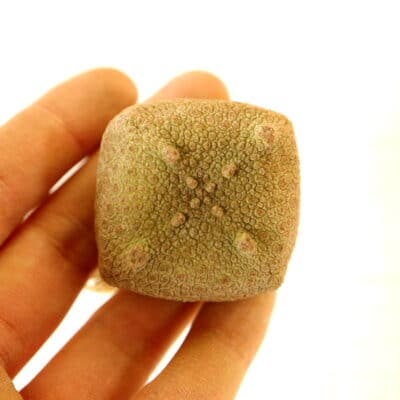 プラントブラザーズ