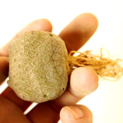 プラントブラザーズ