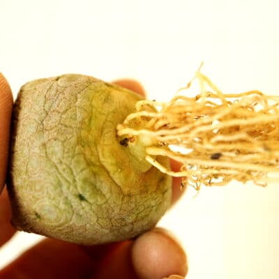 プラントブラザーズ