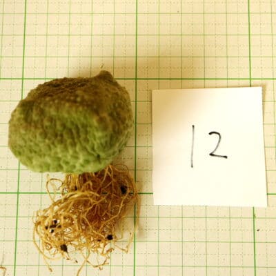 プラントブラザーズ