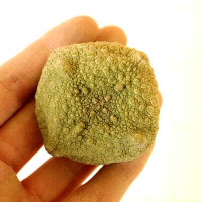 プラントブラザーズ