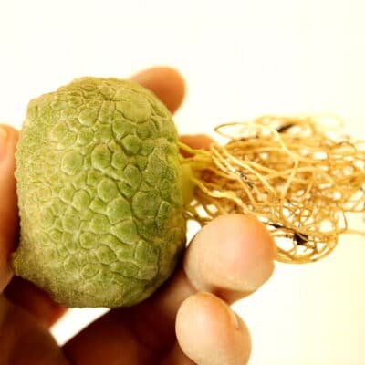 プラントブラザーズ