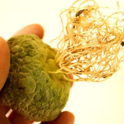 プラントブラザーズ