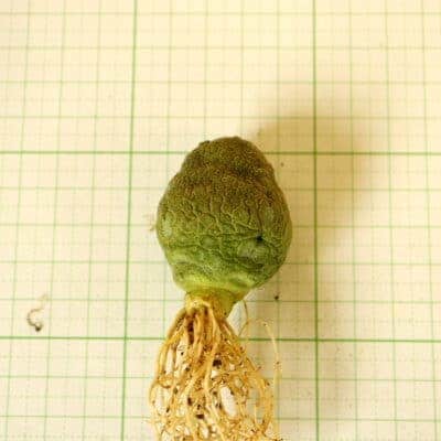 プラントブラザーズ