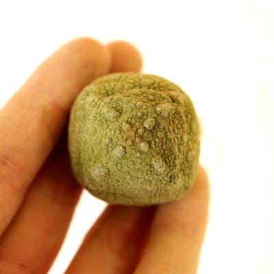 プラントブラザーズ