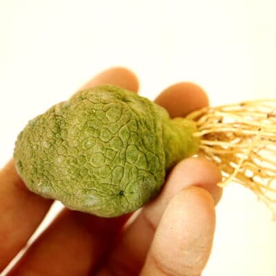 プラントブラザーズ