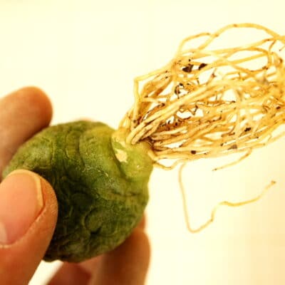 プラントブラザーズ