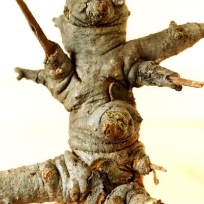 プラントブラザーズ