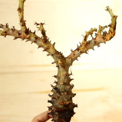 プラントブラザーズ