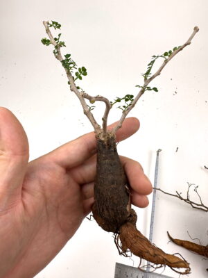 プラントブラザーズ