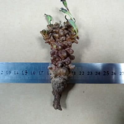 プラントブラザーズ