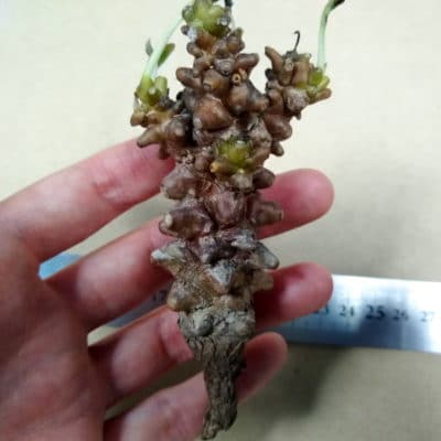 プラントブラザーズ