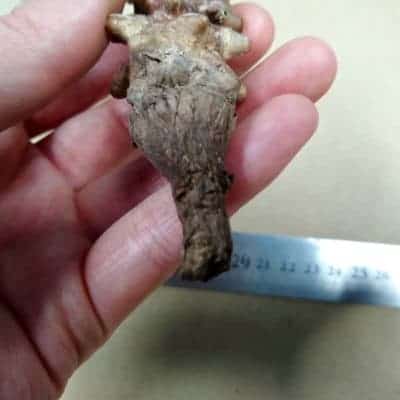 プラントブラザーズ