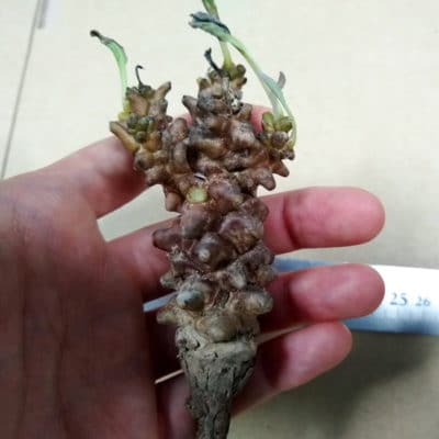 プラントブラザーズ