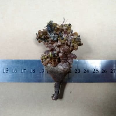 プラントブラザーズ