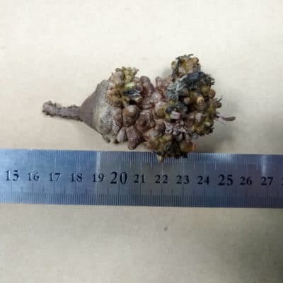 プラントブラザーズ