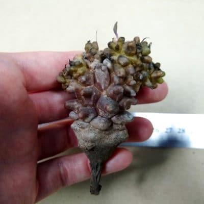 プラントブラザーズ