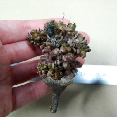 プラントブラザーズ