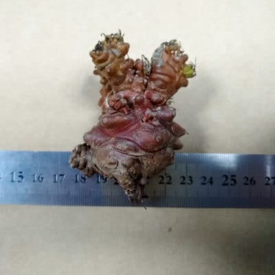 プラントブラザーズ