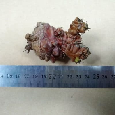 プラントブラザーズ