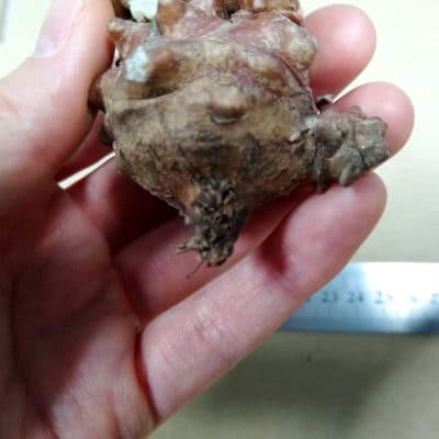 プラントブラザーズ