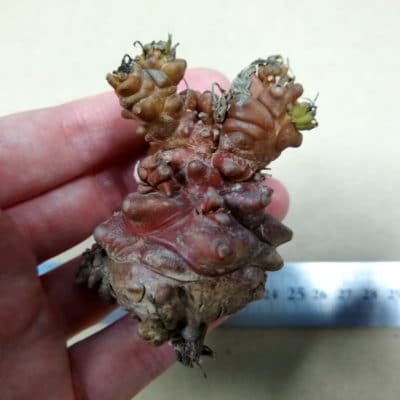 プラントブラザーズ