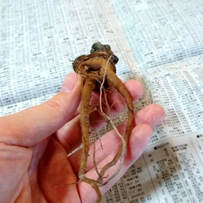 プラントブラザーズ